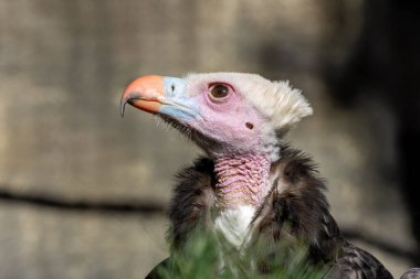 Beyaz armalı ve pembe yüzlü bir akbaba. Leş, küçük memeliler ve böcekler yer. Bu fotoğraf Güney Afrika 'daki Kruger Ulusal Parkı' nda çekildi..