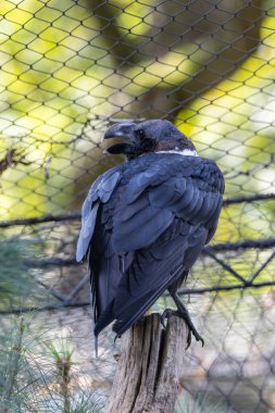Boynunda beyaz bir leke olan büyük siyah bir kuzgun. Böcek, meyve ve leş yer. Bu fotoğraf Güney Afrika 'daki Drakensberg Dağları' nda çekildi..