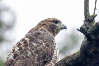 Geniş kanatlı, pas rengi kuyruklu, kemirgen ve yılanları avlayan büyük bir yırtıcı kuş. Fotoğraf Arizona, ABD 'deki Grand Canyon Ulusal Parkı' nda çekildi..
