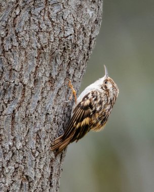 Benekli kahverengi tüylü küçük bir ağaç bekçisi ve ağaca tırmanan beyaz bir göbek. Örümcek ve böcekleri yer. Fotoğraf: Ulusal Botanik Bahçeleri, Dublin, İrlanda.