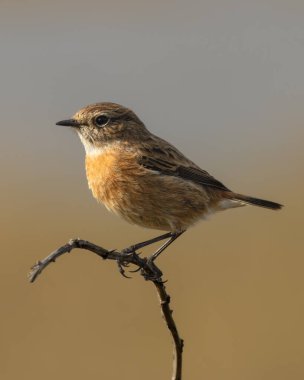 Causeway Yolu, Bull Adası, Dublin, İrlanda 'da, temiz bir arka plan ve doğal fotokopi alanı ile yumuşak altın ışıkta, kuru bir sapın üzerine tünemiş dişi taş..