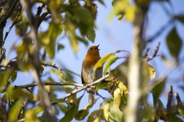 Robin kırmızı meme (Erithacus rubecula)
