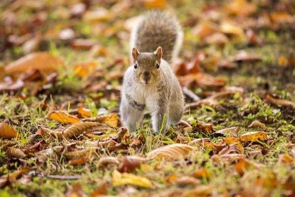 Esquilo cinzento (Sciurus carolinensis) — Fotografia de Stock