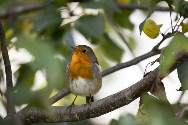 Robin Red piersi (Erithacus rubecula) — Zdjęcie stockowe