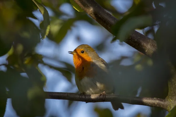 Robin Red piersi (Erithacus rubecula) — Zdjęcie stockowe