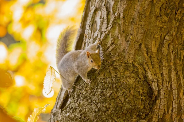 Grauhörnchen (Sciurus carolinensis)) — Stockfoto