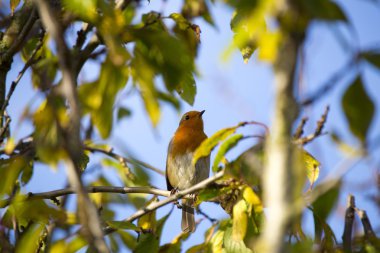 Robin kırmızı meme (Erithacus rubecula)