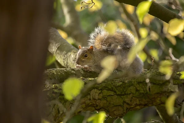 灰色のリス(学名:Sciurus carolinensis)) — ストック写真