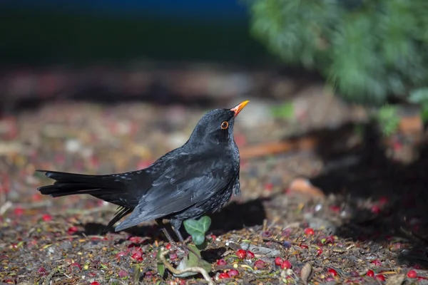 Blackbird (turdus merula ) — стокове фото
