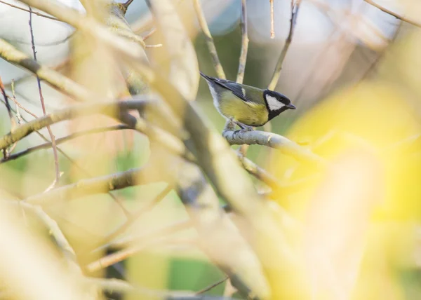 Γερακότσιχλα (πουλί) — Φωτογραφία Αρχείου