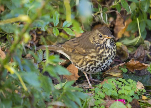 Grive sifflante (oiseau ) — Photo