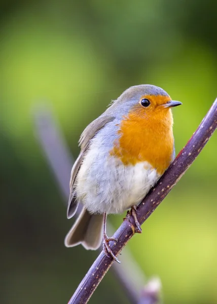 로빈 레드 유 방 (Erithacus rubecula) — 스톡 사진