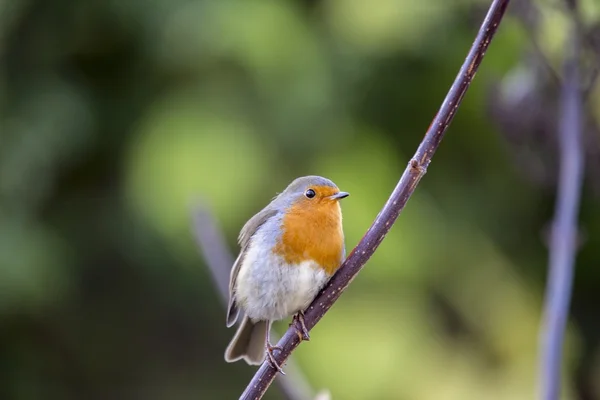 Robin Red Breast (Erithacus rubecula) — Stock Photo, Image