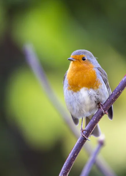 Robin kırmızı meme (Erithacus rubecula) — Stok fotoğraf