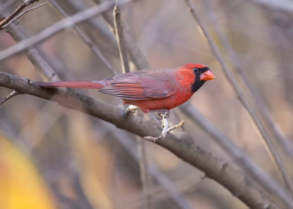 Cardinal du Nord (cardinalis cardinalis)) — Photo