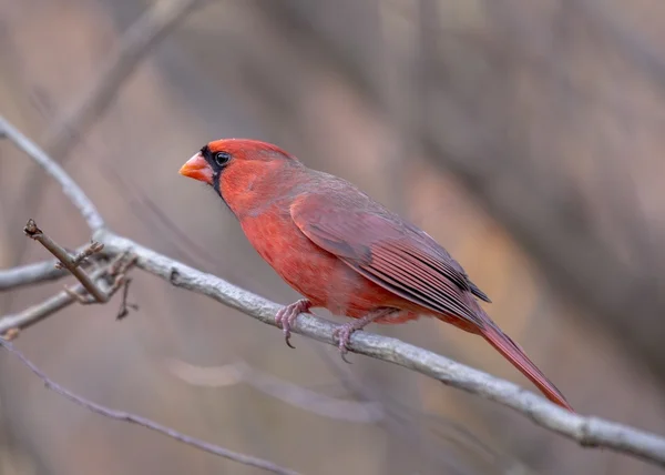 Північний кардинал (cardinalis cardinalis) — стокове фото