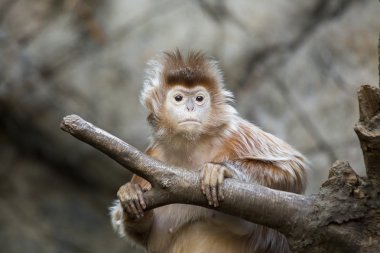 Java lutung (Trachypithecus hava)