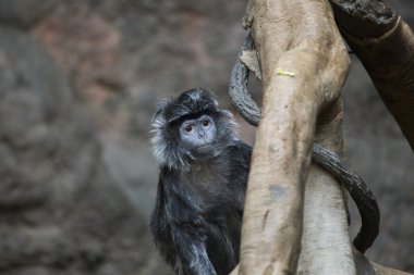 Java lutung (Trachypithecus hava)