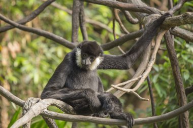 Beyaz yanaklı Gibbon (Nomascus leucogenys)