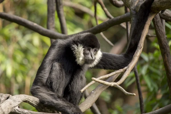 Gibbon dalle guance bianche (Nomascus leucogenys ) — Foto Stock