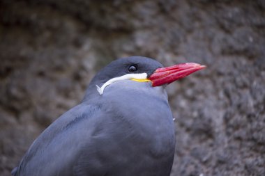 İnka tern (Larosterna inca) 