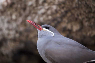 İnka tern (Larosterna inca) 
