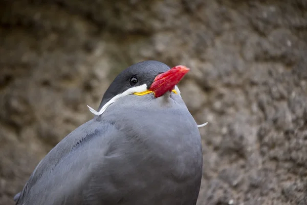 Inca tern (Larosterna inca)) — 图库照片