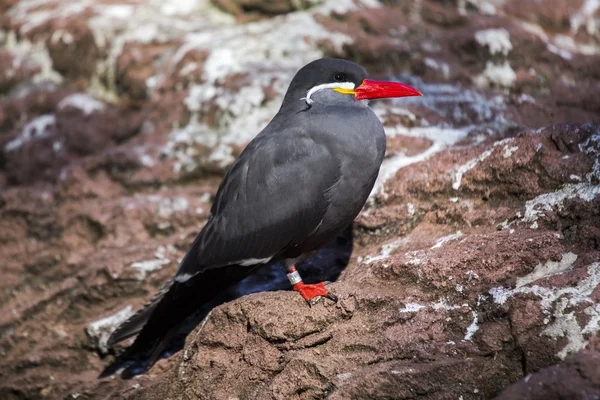 Inca tern (Larosterna inca)) — 图库照片