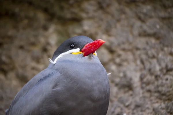 Tern inca (Larosterna inca ) — Fotografia de Stock