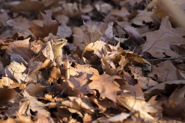 Eastern Chipmunk (Tamias Tamias)