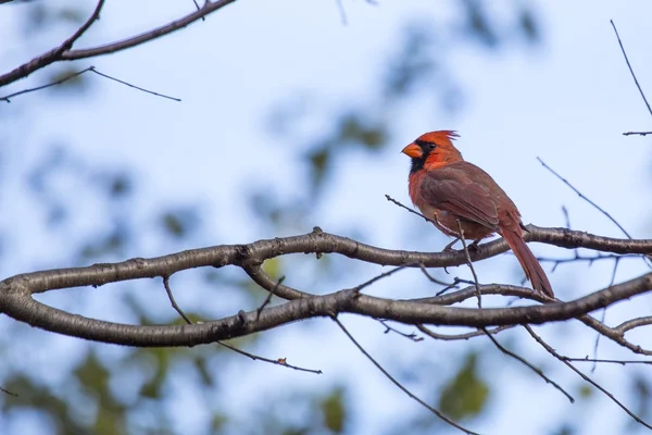 Nördlicher Kardinal (cardinalis cardinalis)) — Stockfoto