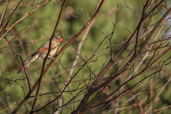 Nördlicher Kardinal (cardinalis cardinalis)) — Stockfoto