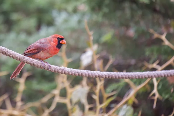 Kardinal Utara (cardinalis cardinalis) — Stok Foto