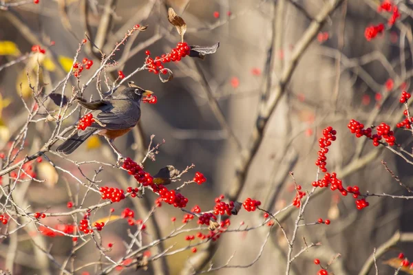 美国罗宾(turdus migratorius)) — 图库照片