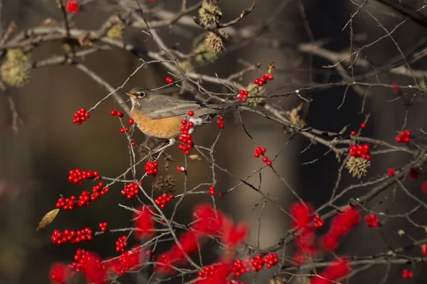 Rotkehlchen (turdus migratorius)) — Stockfoto