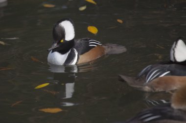 Kukuletalı Merganser (lophoditler guguk kuşu)