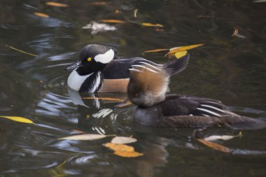 Kukuletalı Merganser (lophoditler guguk kuşu)