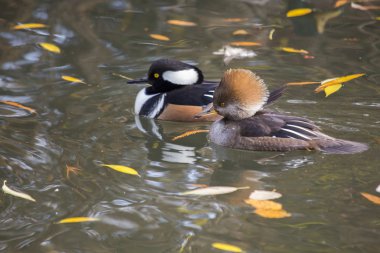 Kukuletalı Merganser (lophoditler guguk kuşu)