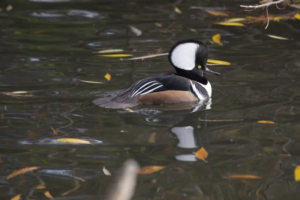 Merganser con capucha (lofoditas cucullatus) — Foto de Stock