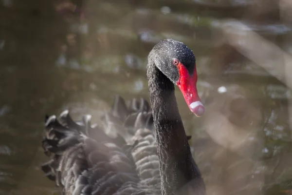 Black Swan with red beak — Stock Photo, Image