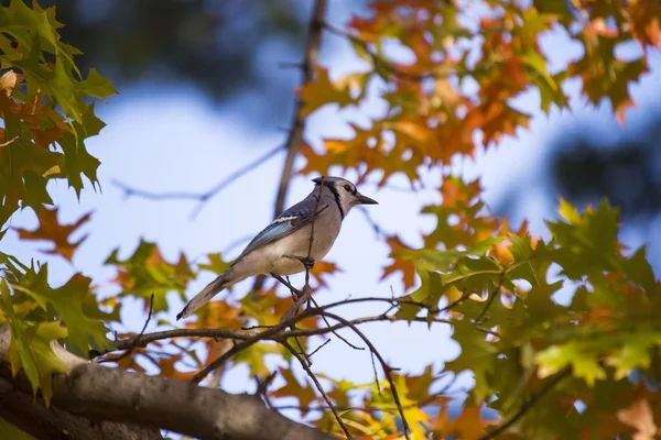 Blue Jay (cyanocitta cristata)) — стоковое фото