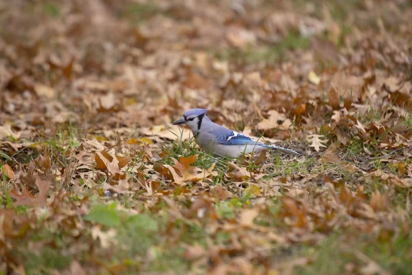 Blue Jay (Cyanocitta cristata) — Stock Photo, Image