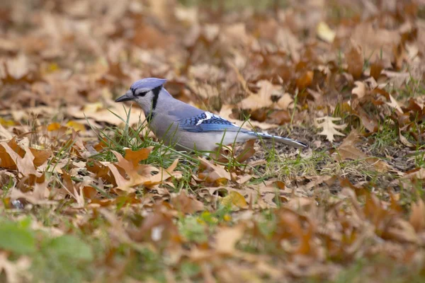 Mavi Jay (siyanocitta cristata) — Stok fotoğraf