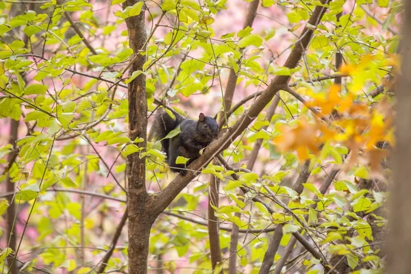 Black squirrel on tree — Stock Photo, Image