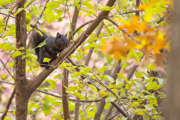 Ardilla negra en el árbol —  Fotos de Stock