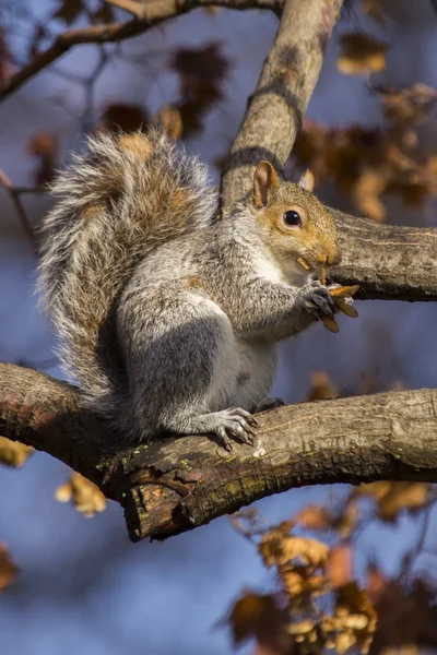 Серый белок (Sciurus carolinensis) — стоковое фото