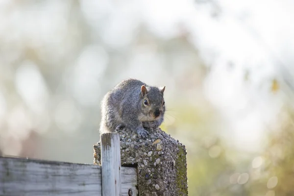 Esquilo cinzento (Sciurus carolinensis) — Fotografia de Stock