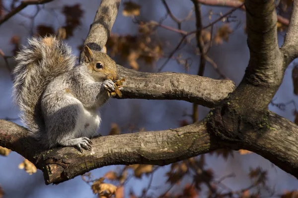 灰色のリス(学名:Sciurus carolinensis)) — ストック写真