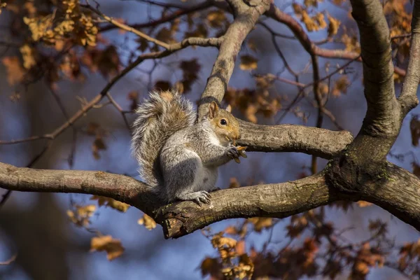 Grey Squirrel (Sciurus carolinensis) — Stock Photo, Image