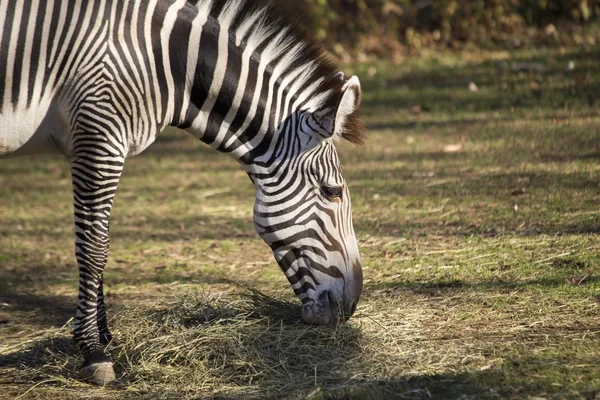 Cebra (Equus Quagga ) —  Fotos de Stock